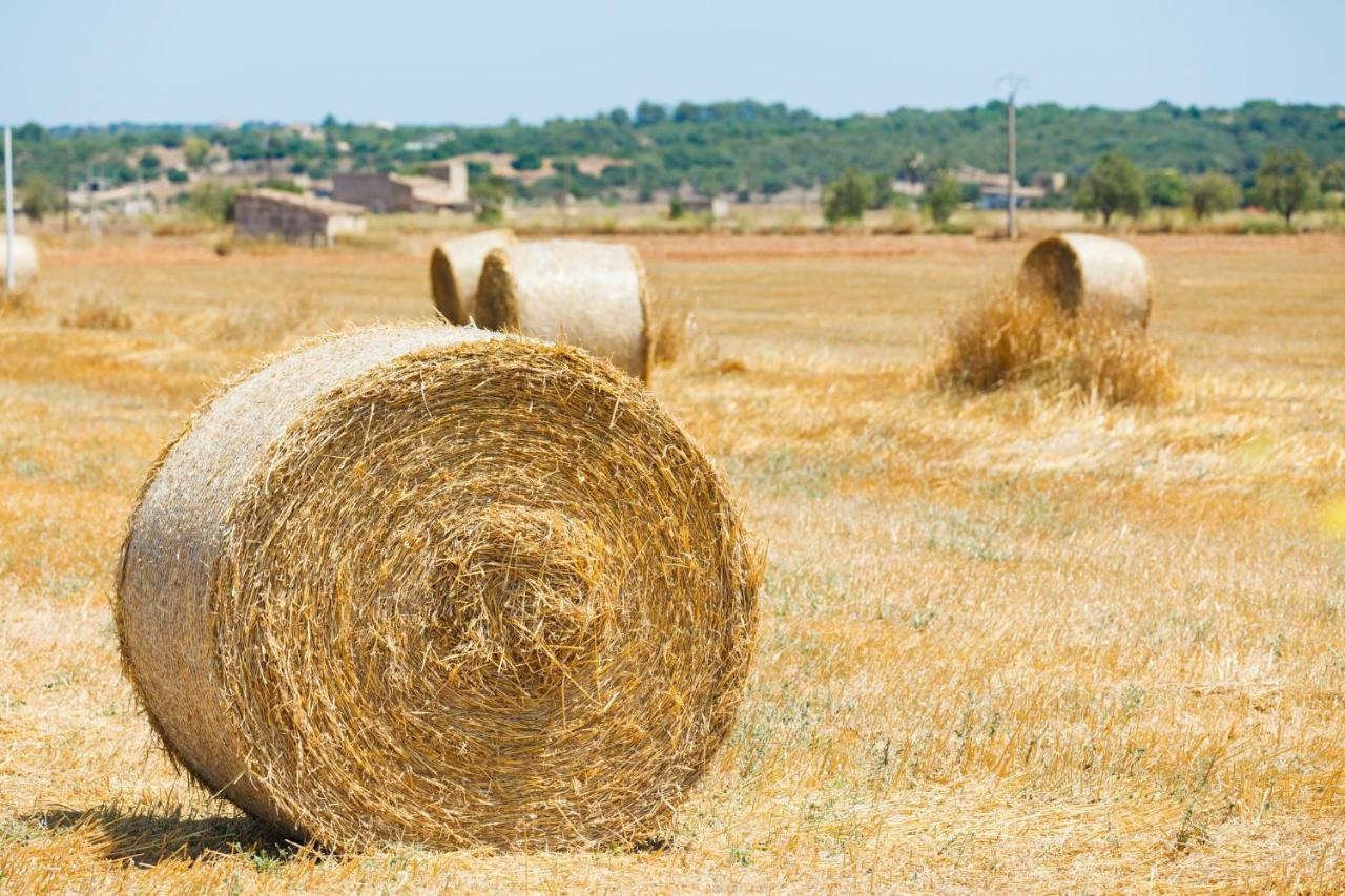 184 Finca Estret Etv3644 By Mallorca Charme Santa Margalida Bagian luar foto