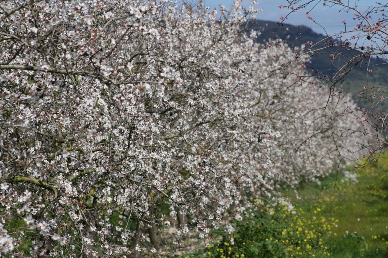 184 Finca Estret Etv3644 By Mallorca Charme Santa Margalida Bagian luar foto
